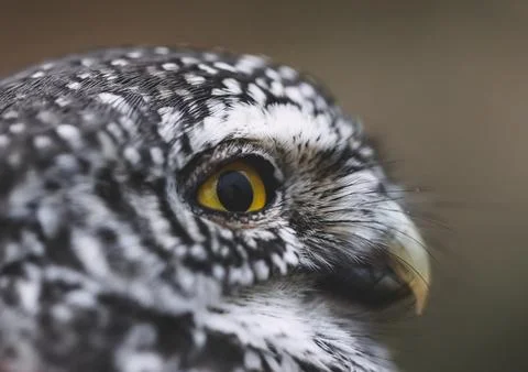 Gnome owl Stock Photos
