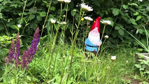 Gnome in red cap stands among flowers Stock Footage 291313284