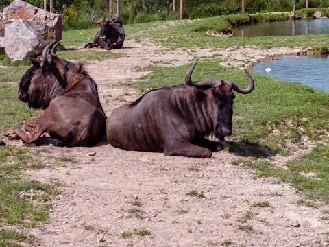 Gnou herd of animals lying on the grass, wild nature, sunny day, greenery i.. Stock-Fotos