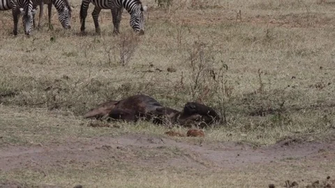 Gnu in Africa Stock Footage 79504206