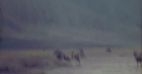 Gnu Afrika 60s Wild Life Desert 16mm Video stock 45844912