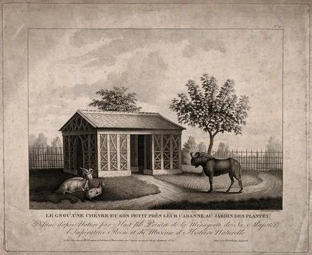 A gnu and two goats in the Jardin des Plantes, Paris. Lithograph by the bro.. Stock Illustration