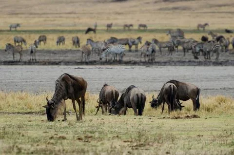 Gnu and zebra feed on grass in Ngorongoro crater 스톡 사진