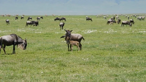 Gnu With Calf Grazing On Plain Background Large Herd Of Antelopes And Zebras Stock Footage 111873788