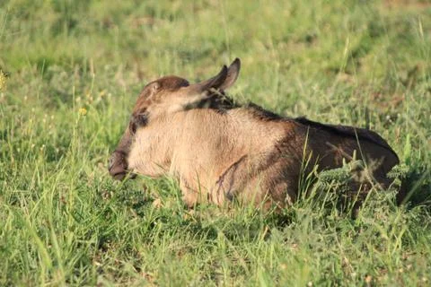 Gnu calf taking a rest in the sun Stock Photos