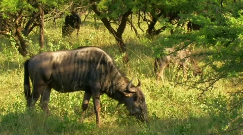 Gnu Stock Footage 797868