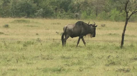 Gnu Stock Footage 22251157