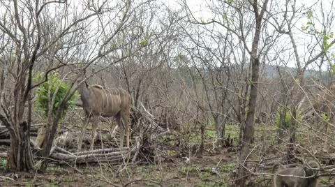 A gnu is hidding back the trees Stock Photos