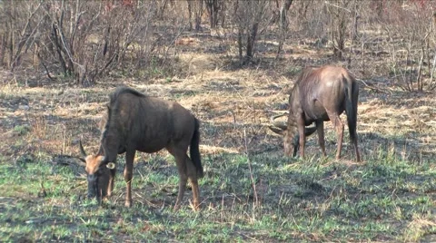Gnu in Hluhluwe Game Reserve Stock Footage 907106