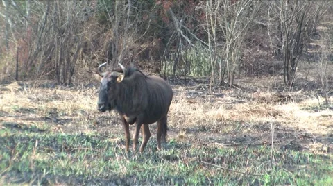 Gnu in Hluhluwe Game Reserve Stock Footage 907120