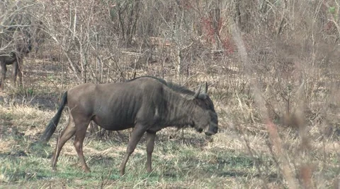 Gnu in Hluhluwe Game Reserve Stock Footage 907146