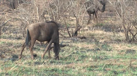 Gnu in Hluhluwe Game Reserve Stock Footage 908084