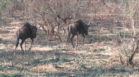 Gnu in Hluhluwe Game Reserve Stock Footage 910327