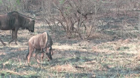 Gnu in Hluhluwe Game Reserve Stock Footage 951588