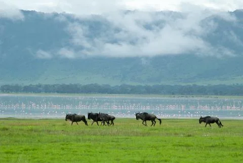 Gnu in Ngoro ngoro Stock Photos