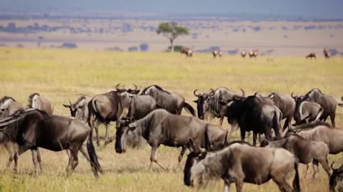 Gnu running in opposite direction of moving large herd of wildebeest. Stock Footage 130949890