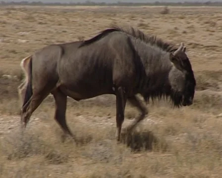 Gnu in the savanah Stock Footage 46351611