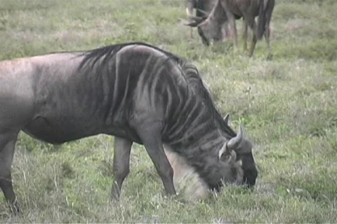 Gnu in the Serengeti Stock Footage 97270