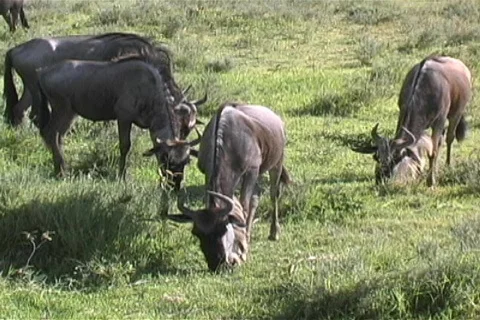 Gnu in the Serengeti Video stock 97271
