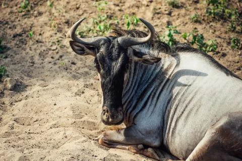 Gnu - wildebeest laying on the sand Stock Photos