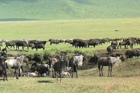 Gnu, Zebra, Cape Buffalo Stock Footage 572689