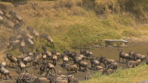 Gnus changing direction and running across a river Stock Footage 87527694