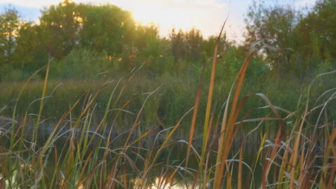 Gnus, mosquitoes or midges fly over the lake Stock Footage 100713662