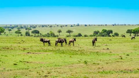 Gnus in single line Foto stock