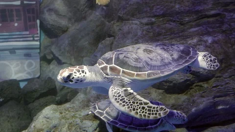 Go to an aquarium and observe sea turtles swimming in the water Stock Footage 126602453