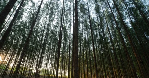 Go back in time and look at the many old pines. Stock Footage 186926208