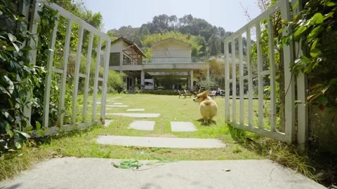 Go into the garden with the Corgi Stock Footage 312889333