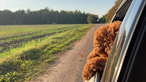 Go on a joyful journey with that poodle, dog in the car Stock Footage 289727647