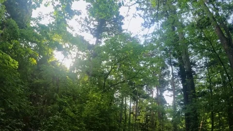 Go round and round in the fresh green forest Stock Footage 243856685