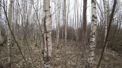 Go through the birch trees Stock Footage 116739808