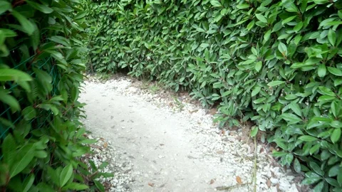 Go through the maze in the park. A maze of bushes with fresh green foliage in a Stock Footage 113300852
