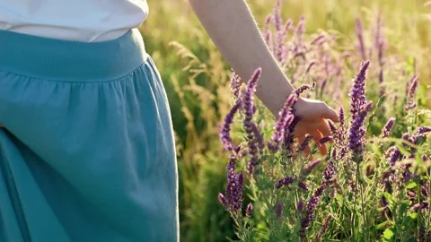Go touching summer grass with your hand green meadow, wildlife sunset, touch Stock Footage 246185989