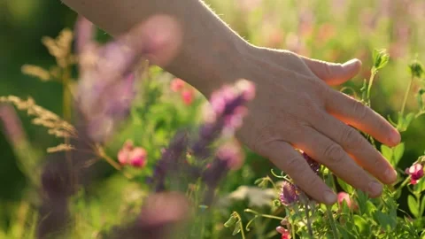 Go touching summer grass with your hand green meadow, wildlife sunset, touch Stock Footage 246686175