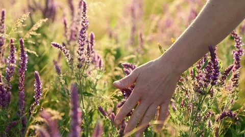 Go touching summer grass with your hand green meadow, wildlife sunset, touch Stock Footage 247127084