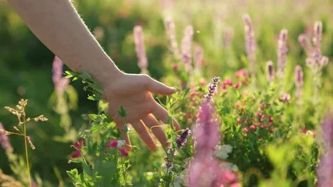 Go touching summer grass with your hand green meadow, wildlife sunset, touch Stock Footage 247557913