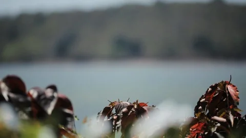 Goa Beach Rack Focus Stock Footage 89305935
