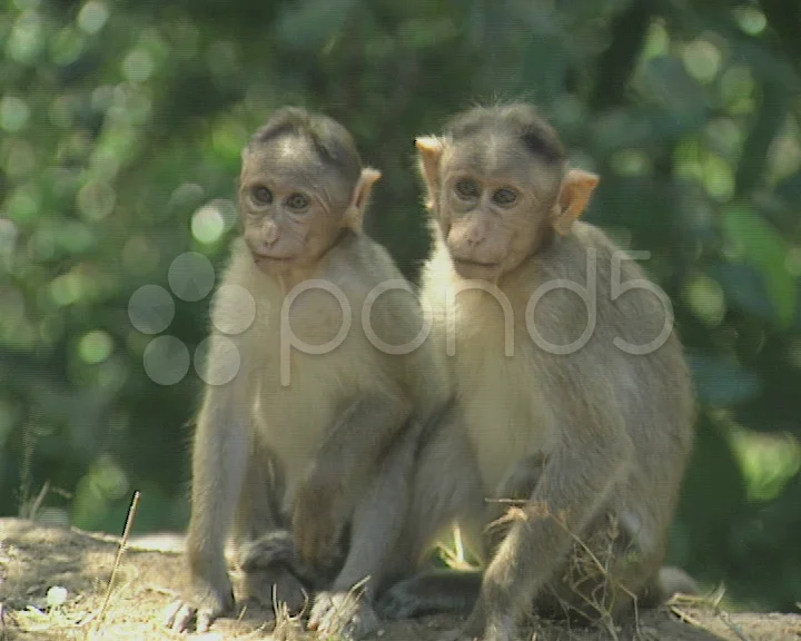 Goa / Cochin Two monkeys grooming and pl... | Stock Video | Pond5