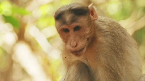 Goa, India. Bonnet Macaque - Macaca Radiata Or Zati. Close Up Portrait. Monkey Stock Footage 220931576