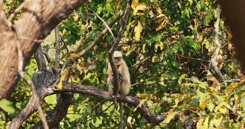 Goa, India. Gray Langur Monkey Sitting On Branch Of Tree Stock Footage 130020589