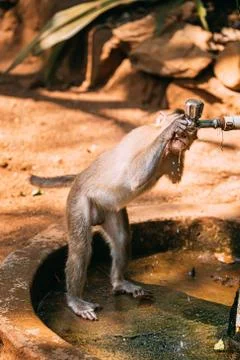 Goa, India. Physically Challenged Bonnet Macaque Drinking Water From a Faucet Stock Photos