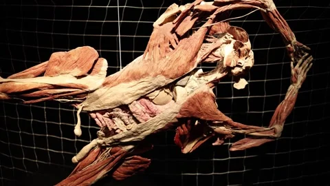 Goalkeeper anatomy motion model Stock Footage 331090919