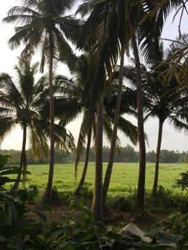 Goan palms Stock Photos