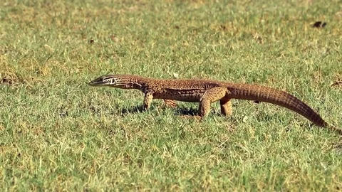 Goanna On The Grass Stock Footage 85413021
