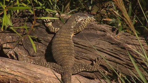 Goanna - lizard - reptile Stock Footage 76293391