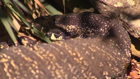 Goanna - lizard - reptile Stock Footage 76293405