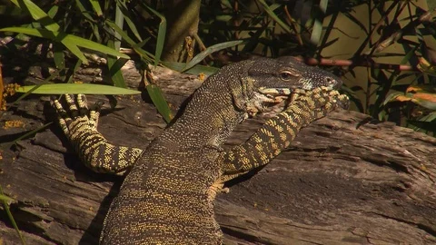 Goanna - lizard - reptile Stock Footage 76293553
